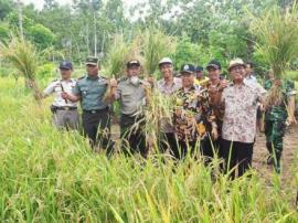 Wakil Bupati Gunungkidul  Panen Raya di Desa Balong Kec.  Girisubo